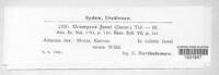 Uromyces junci image